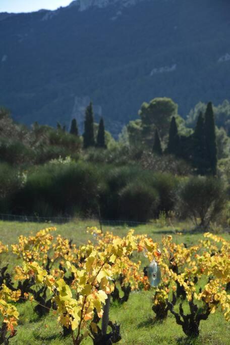 Holiday home Vilata A Dans Les Corbieres Sauvages Padern