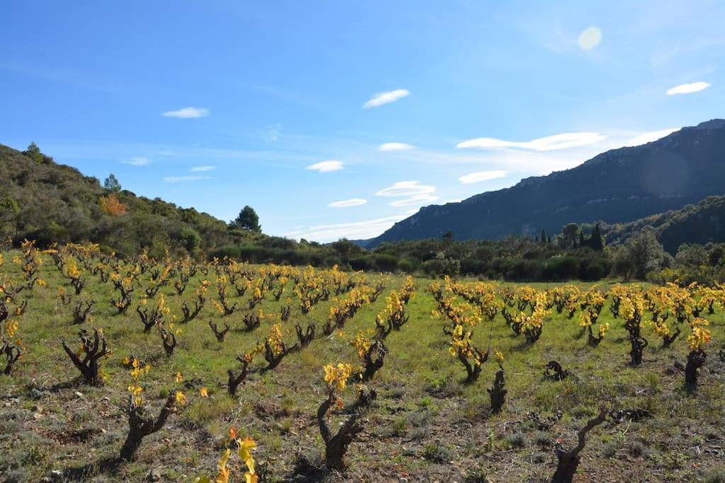 Holiday home Vilata A Dans Les Corbieres Sauvages